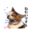 ちょっとていねいな三毛猫（個別スタンプ：15）
