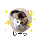 ちょっとていねいな三毛猫（個別スタンプ：16）
