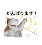 ちょっとていねいな三毛猫（個別スタンプ：17）