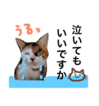 ちょっとていねいな三毛猫（個別スタンプ：18）