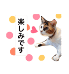 ちょっとていねいな三毛猫（個別スタンプ：19）