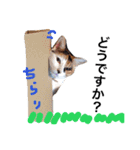 ちょっとていねいな三毛猫（個別スタンプ：20）