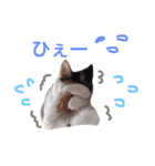 ちょっとていねいな三毛猫（個別スタンプ：21）