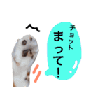 ちょっとていねいな三毛猫（個別スタンプ：22）