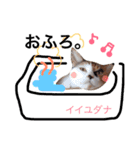 ちょっとていねいな三毛猫（個別スタンプ：23）
