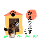 ちょっとていねいな三毛猫（個別スタンプ：24）