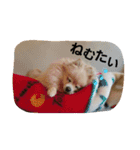 ちろちろりん（個別スタンプ：7）