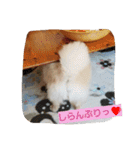 ちろちろりん（個別スタンプ：11）