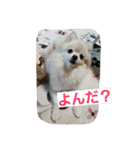 ちろちろりん（個別スタンプ：13）
