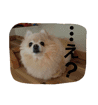 ちろちろりん（個別スタンプ：17）