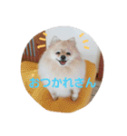 ちろちろりん（個別スタンプ：21）