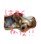 ヴィヴィ（個別スタンプ：11）