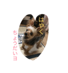 ヴィヴィ（個別スタンプ：14）