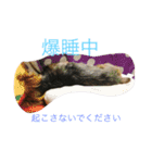 ヴィヴィ（個別スタンプ：17）