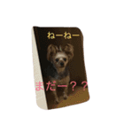ヴィヴィ（個別スタンプ：22）