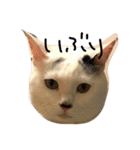 こまちといぶり（個別スタンプ：2）