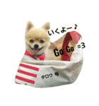 ぶちゃかわタロウさん（個別スタンプ：1）