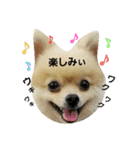 ぶちゃかわタロウさん（個別スタンプ：3）