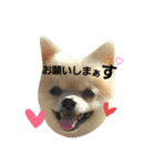 ぶちゃかわタロウさん（個別スタンプ：11）