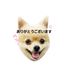 ぶちゃかわタロウさん（個別スタンプ：13）