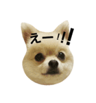 ぶちゃかわタロウさん（個別スタンプ：16）