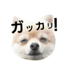 ぶちゃかわタロウさん（個別スタンプ：19）