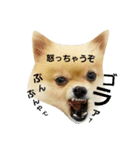 ぶちゃかわタロウさん（個別スタンプ：22）