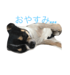 ねねまく日和（個別スタンプ：1）