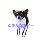 ねねまく日和（個別スタンプ：5）