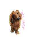 そぼろです（個別スタンプ：4）