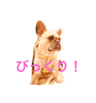 フレンチブルドックのせせりさん3（個別スタンプ：5）