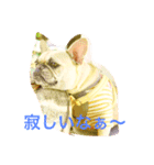 フレンチブルドックのせせりさん3（個別スタンプ：7）