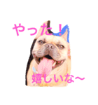 フレンチブルドックのせせりさん3（個別スタンプ：13）