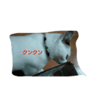 とろろ（個別スタンプ：1）