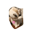 とろろ（個別スタンプ：3）