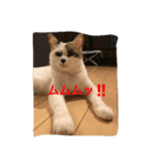 とろろ（個別スタンプ：4）