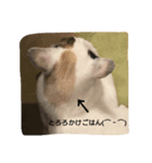 とろろ（個別スタンプ：7）