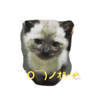 ねこ あいさつ（個別スタンプ：1）