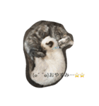 ねこ あいさつ（個別スタンプ：2）
