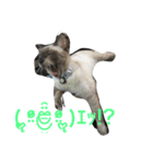 ねこ あいさつ（個別スタンプ：3）