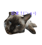 ねこ あいさつ（個別スタンプ：4）