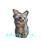 ねこ あいさつ（個別スタンプ：5）
