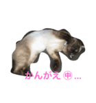 ねこ あいさつ（個別スタンプ：8）