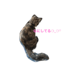 ねこ あいさつ（個別スタンプ：9）