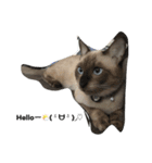 ねこ あいさつ（個別スタンプ：12）