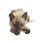 ねこ あいさつ（個別スタンプ：13）