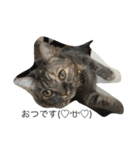 ねこ あいさつ（個別スタンプ：15）
