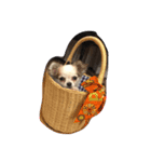 ピピィとシシィ（個別スタンプ：5）