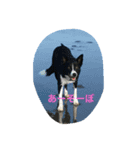白黒ボーダーえみにー（個別スタンプ：7）