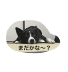 白黒ボーダーえみにー（個別スタンプ：8）